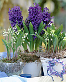 Pot arrangement with Hyacinthus orientalis (hyacinths), Convallaria majalis (lily of the valley)