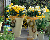 Creamy yellow pots with daffodils from left Narcissus 'Dick Wilden' (yellow filled)
