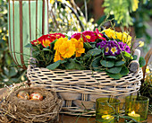 Korb mit Primula acaulis (Kissenprimel)