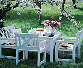 Seat under a flowering apple tree (Malus)