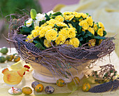 Primula Belarina 'Butter Yellow', 'Dawn Ansell' (gefüllte Frühlingsprimeln)