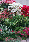 Azalea 'Luzi'(Weiß), Toreador' (Azaleenstämmchen), Polygonatum (Salomonsiegel)