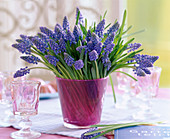 Muscari (Grape hyacinth) in pink glass with bow