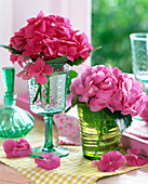 Hydrangea (Pink Hydrangea)