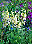 Digitalis purpurea 'Alba' (White foxglove)