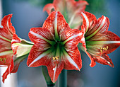 Hippeastrum 'Starred'