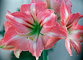 Hippeastrum 'Reve' (amaryllis)