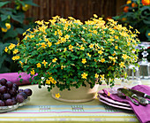 Oxalis articulata (ornamental clover)