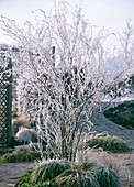 Salix tortuosa (Korkenzieherweide)