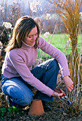 Junge Frau schneidet Hydrangea arborescens (Strauchhortensie)