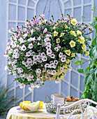 Petunia Calimero 'White', Sylvana 'Vanilla' (Petunia)