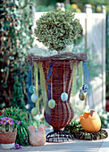 Willow basket vase with Buxus hybr. 'Variegata' variegated boxwood