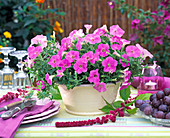 Petunia Supertunia 'Lavender pink' (Petunia)