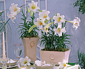 Lilium longiflorum 'Gelria' (White Trumpet Lily)