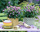 Torenia Clown 'Blue & White' (Schnappmäulchen)