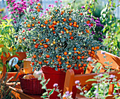 Solanum pseudocapsicum 'Variegata' (Coral berry)