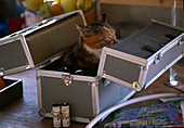 Katze 'Minka' in Fotokoffer