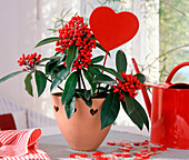 Skimmia japonica (skimmia), decorative heart