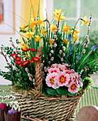 Basket of Bellis (Daisies), Narcissus 'Tete A Tete'