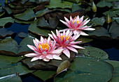 Nymphaea-Hybriden 'Fritz Junge' (Seerose)