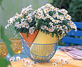 Argyranthemum (Margerite)