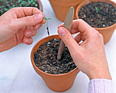 Tagetes seeding