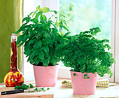 Parsley and basil at the window