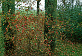 Rosa jundzilii syn. marginata (Raublättrige Rose)