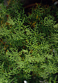 Pelargonium denticulatum ficifolium (Duftgeranie)