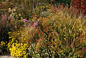 Autumn border with grasses and annual flowers