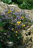 Rock garden with Calceolaria falklandica (slipper flower)