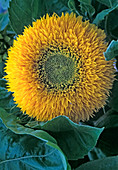 Helianthus annuus 'Stuffed Dwarf' (Sunflower)