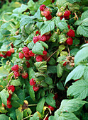 Rubus 'Sanibelle' (Himbeere)