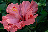 Hibiscus rosa-sinensis (rose mallow)