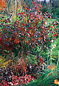 Viburnum burkwoodii (Schneeball)