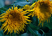 Helianthus annuus Starburst 'Aura' (pollen-free sunflower)