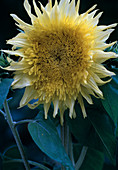Helianthus annuus Starburst 'Lemon Aura' (pollen-free sunflower)
