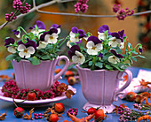 Viola cornuta Sorbet 'Coconut Duett' (Horned Violet)