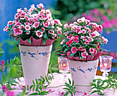 Dianthus 'Dynasty Mix' (Nelke)