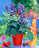 Salvia Mystic Spices 'Blue' (Ornamental sage)