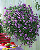 Petunia Calimero ' Blue Vein ' (Hängepetunie)