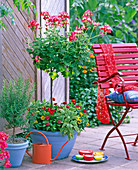 Pelargonium 'Summer Twist Red, White' (geranium stem)