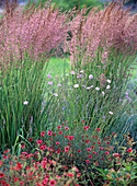 Molinia arundinacea 'Karl Förster' (giant whistle grass)