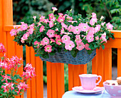 Petunia Wave 'Shell pink' (hanging petunia)