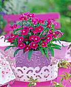 Dianthus dynasty 'Lavender' (Carnation)