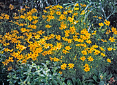 Coreopsis verticillata 'Zagreb' (Mädchenauge)