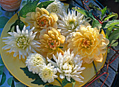 Teller mit weißen und gelben Dahlienblüten