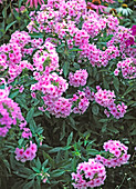 Phlox paniculata 'Country Wedding' (flame flower)