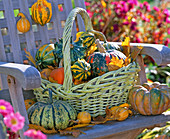 Basket with cucurbita (pumpkin) on wooden chair