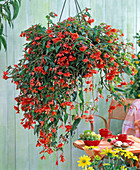 Begonia 'Illumination Orange' (Girlandenbegonie)